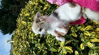Étalon Chihuahua - Jalouse Du Domaine Des Loups Mer