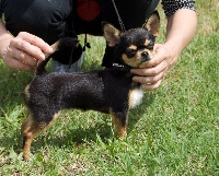 Étalon Chihuahua - Lay-z baby Des Folies D'Emisa