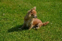 Étalon Chihuahua - Isis De l'echo de lanvaux