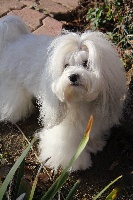 Étalon Coton de Tulear - Frizbee Du Royaume D'odin