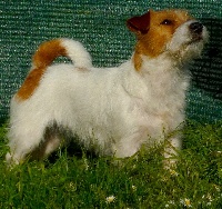 Étalon Jack Russell Terrier - In love for ever Of Russell Square