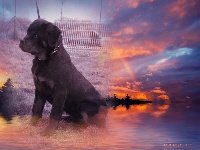 Étalon Rottweiler - Lincoln de la force tendre