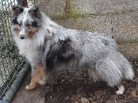 Étalon Shetland Sheepdog - Jennifer blue Vanora Jone's