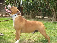 Étalon Staffordshire Bull Terrier - Hell boy (Sans Affixe)