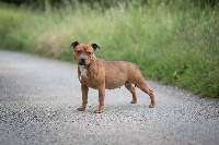 Étalon Staffordshire Bull Terrier - Just goldie girl Black Bulldiamonds
