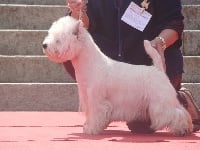 Étalon West Highland White Terrier - CH. J' suis le boss of White Thistle