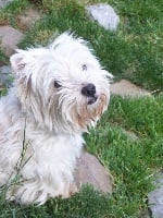 Étalon West Highland White Terrier - Westwilscot's G-spot