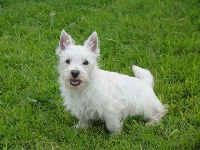 Étalon West Highland White Terrier - Moka des Ormeaux d'Antan