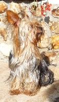Étalon Yorkshire Terrier - Fendy boy (Sans Affixe)