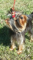 Étalon Yorkshire Terrier - Jumpy joups du Mazeroux de la Source Dorée
