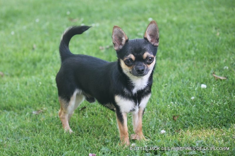 Little jack des aubépines de la Vilco