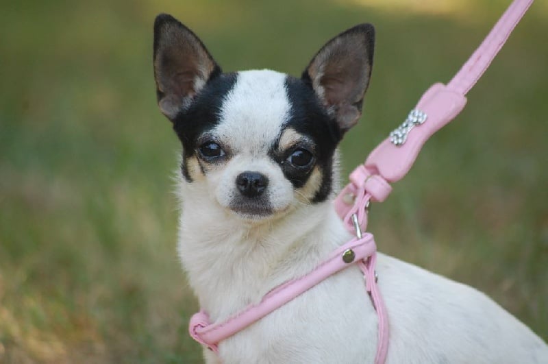 Les Chihuahua de l'affixe of Blue Angel Dreams