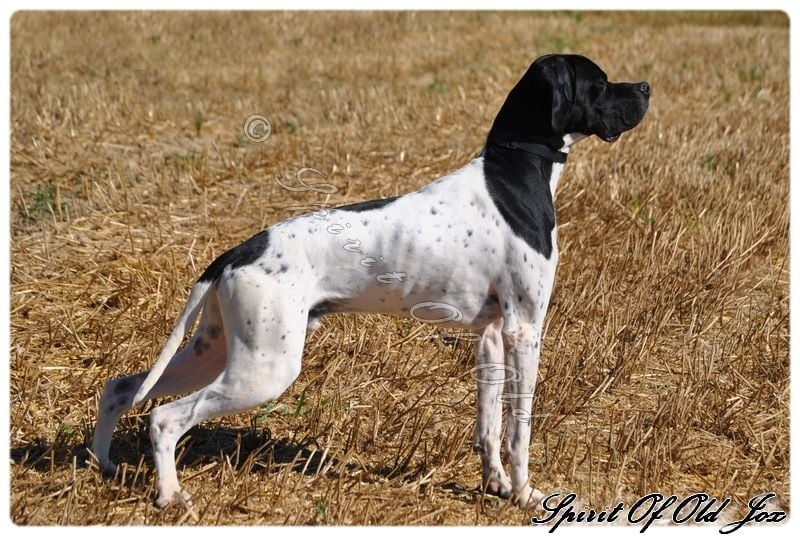  Chien  Elevage Spirit of old eleveur de chiens  Pointer 