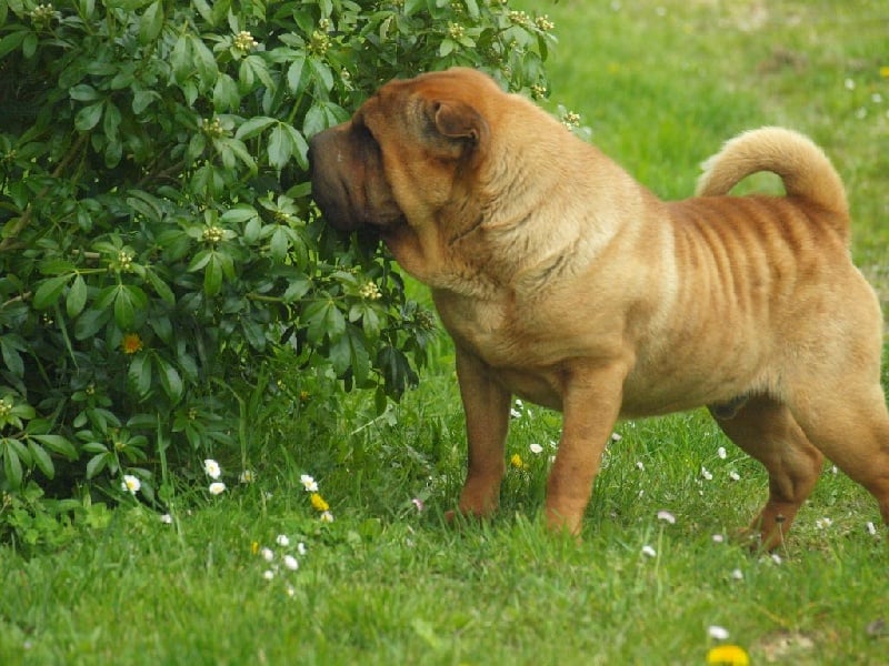 Les Shar Pei de l'affixe   du siatochi