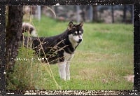 Étalon Alaskan Malamute - F ' nouchka Des guerriers chippewas