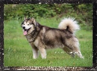 Étalon Alaskan Malamute - Faïko Des guerriers chippewas