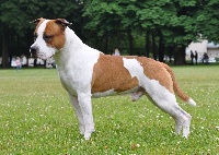 Étalon American Staffordshire Terrier - lbk We will rock you