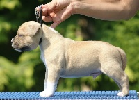 Étalon American Staffordshire Terrier - Instinct lover presburg-staff