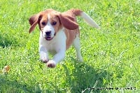 Étalon Beagle - My only love Des Fauves D'orient
