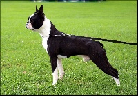 Étalon Boston Terrier - CH. Mavikaflo's Lipton black