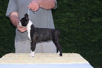 Étalon Boston Terrier - CH. Moonshine du Clan Tennessee