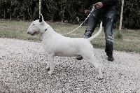 Étalon Bull Terrier - Heaven White Live or death
