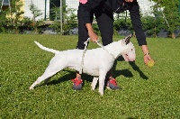 Étalon Bull Terrier - JÜkkha Of The South West Big Noses