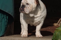 Étalon Bulldog Anglais - Hermes de la Brume des Ambres