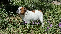 Étalon Bulldog Anglais - Hadele Of Carlibull