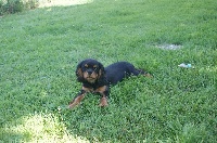 Étalon Cavalier King Charles Spaniel - Mylton De la geode