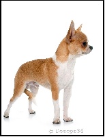Étalon Chihuahua - Lee-whood des Ops de Lif Thraser