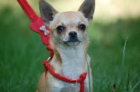 Étalon Chihuahua - Leonna (Sans Affixe)