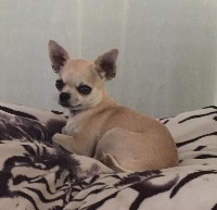 Étalon Chihuahua - Jéléna De La Légende De Manco Capac