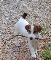 Étalon Jack Russell Terrier - Jack De la plaine des oliviers