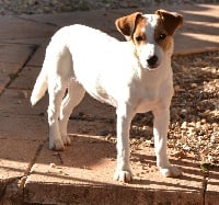 Étalon Jack Russell Terrier - Happle De la plaine des oliviers