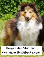 Étalon Shetland Sheepdog - CH. Fun blonde des Jardins de Becky