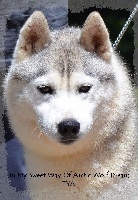 Étalon Siberian Husky - In my sweet way of Arctic Wolf Dream 