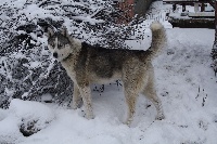 Étalon Siberian Husky - Lasko Des Sibériens Du Mont Blanc
