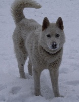 Étalon Siberian Husky - Luna Des Sibériens Du Mont Blanc