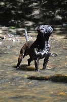 Étalon Staffordshire Bull Terrier - H'rital de la Promesse d'Hyssambre