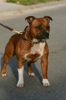 Étalon Staffordshire Bull Terrier - Inayha Of The Warriors Red Skins