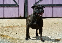 Étalon Staffordshire Bull Terrier - Iamshine De Lilas Park