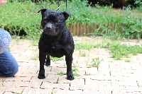 Étalon Staffordshire Bull Terrier - H-jordan (Sans Affixe)