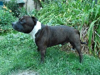 Étalon Staffordshire Bull Terrier - Ilkan du temple de Gaïa