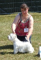 Étalon West Highland White Terrier - Dancing queen de Willycott