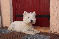 Étalon West Highland White Terrier - Hanice du mas de kevantsteph (Sans Affixe)