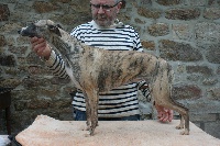 Étalon Whippet - Lara-croft von Hoëhenzoller