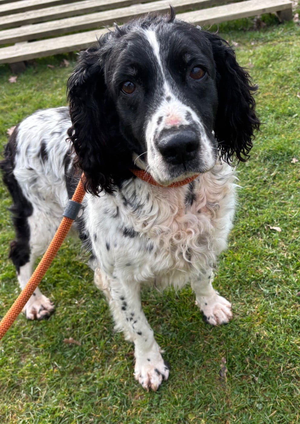 Les English Springer Spaniel de l'affixe   des Etangs de Dame Blanche