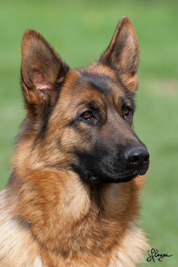 Chien Berger Allemand Tj De La Petite Laeticia