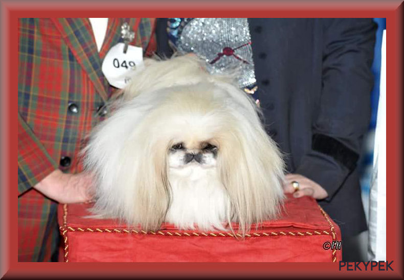 Ch Juliana Gueen Du Palais Du Roi Noir Chien De Race Toutes